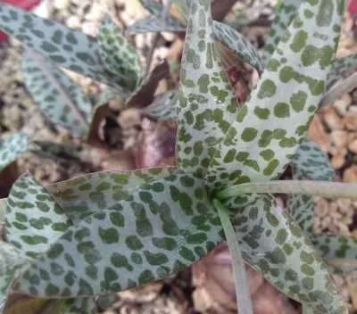Ledebouria socialis características