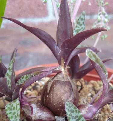 Ledebouria socialis luz