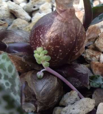 Ledebouria socialis riego