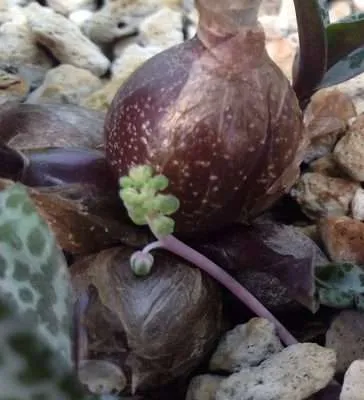 Ledebouria socialis riego