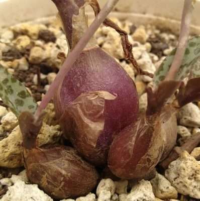 Ledebouria socialis temperatura