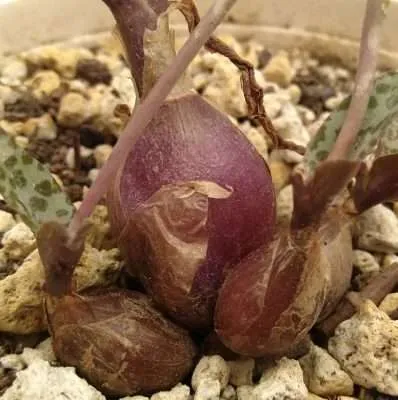 Ledebouria socialis temperatura