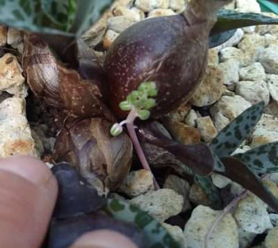 Ledebouria socialis sustrato