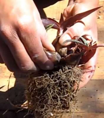 Ledebouria socialis propagación