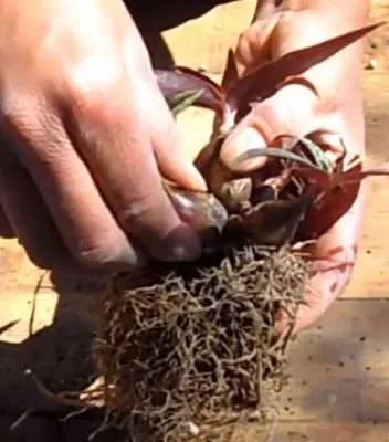 Ledebouria socialis propagación