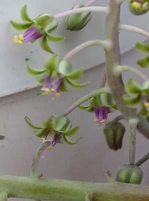 Ledebouria socialis floración