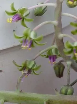 Ledebouria socialis floración