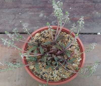 Ledebouria socialis problemas