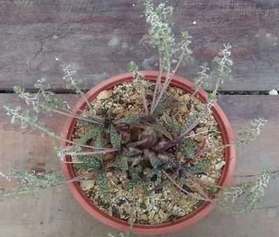 Ledebouria socialis problemas